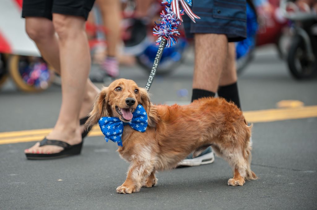 How to Ease Your Pet's Anxiety During Fourth of July Fireworks